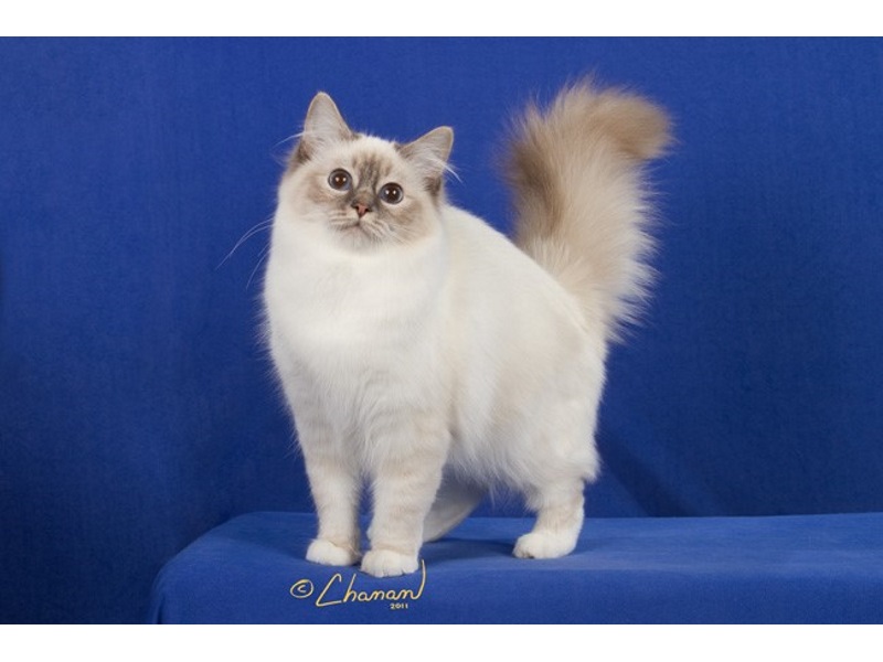 Birman Cat Colour Chart