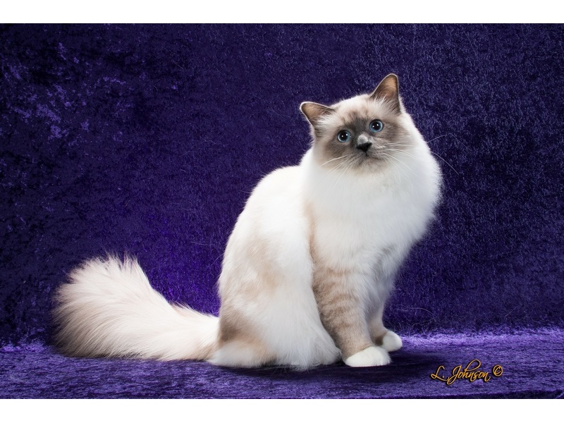 Birman Cat Colour Chart