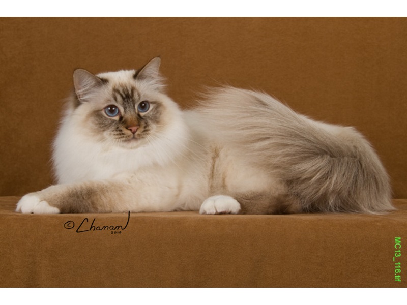 Birman Cat Colour Chart