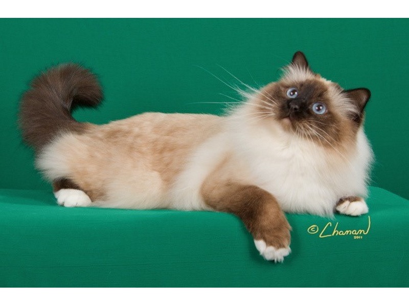 Birman Cat Colour Chart